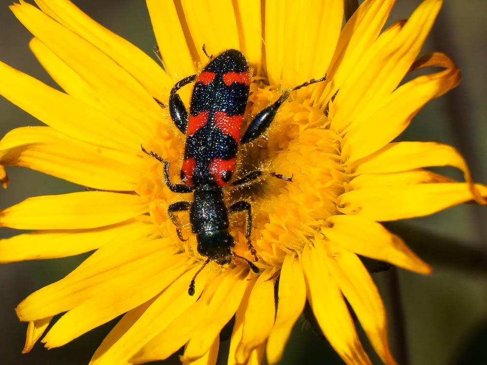 Clairon à épaulettes Trichodes leucopsideus (Olivier, 1795)