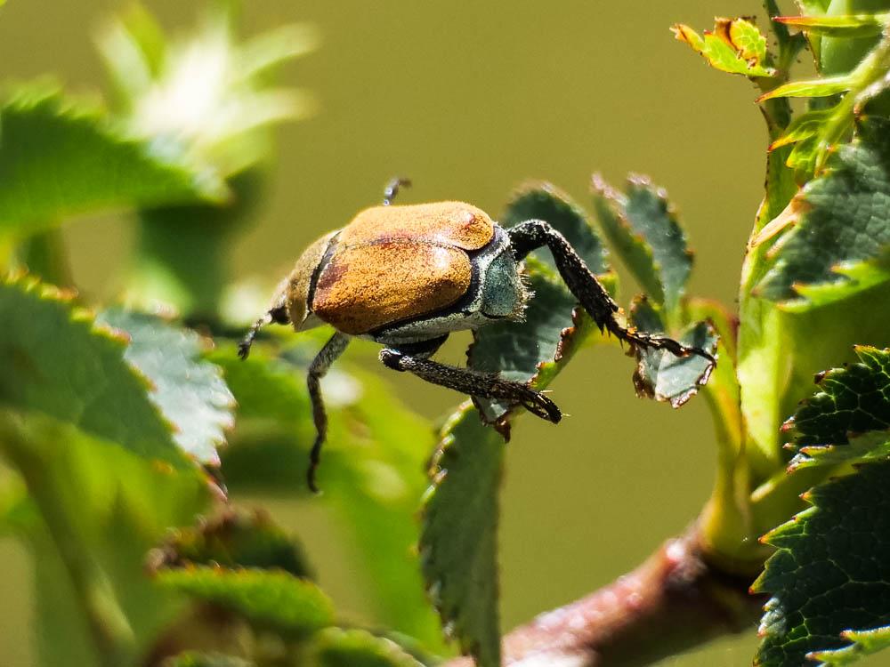  Hoplia argentea (Poda, 1761)