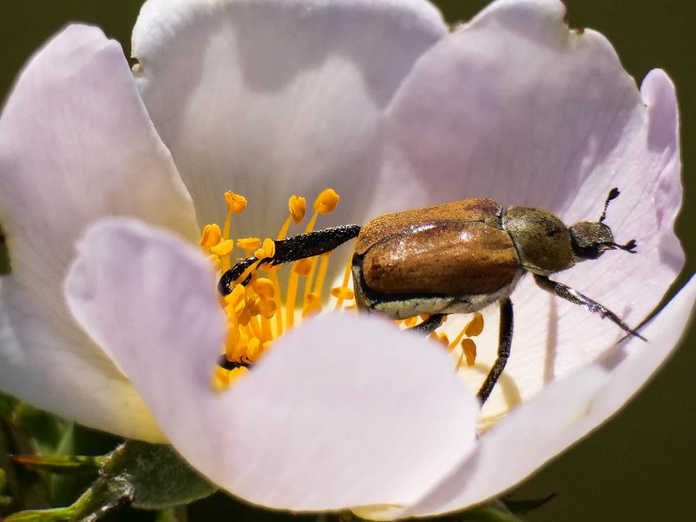 Hoplia argentea (Poda, 1761)