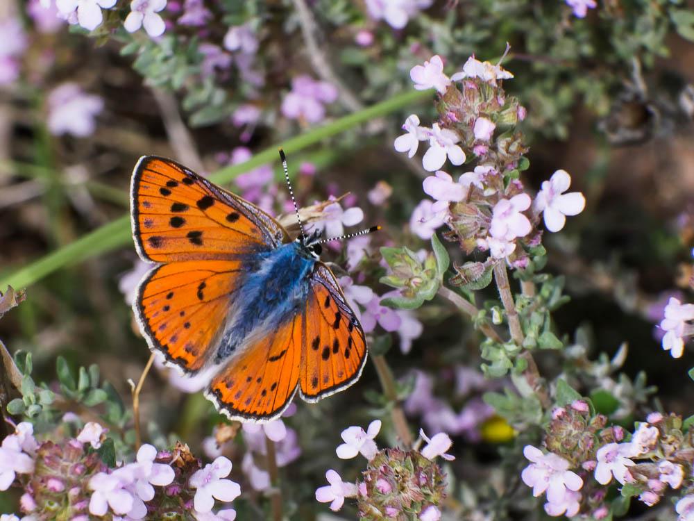 Cuivré flambloyant (Le) Lycaena alciphron gordius (Sulzer, 1776)