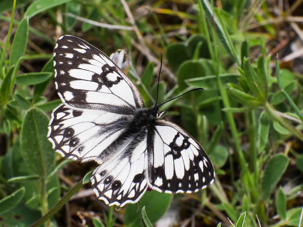 Le Échiquier d'Occitanie (L'), Demi-Deuil occitan (Le Melanargia occitanica (Esper, 1793)