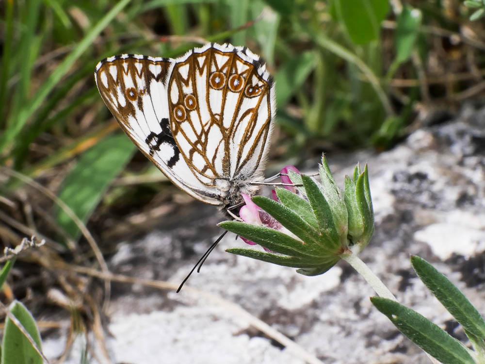 Le Échiquier d'Occitanie (L'), Demi-Deuil occitan (Le Melanargia occitanica (Esper, 1793)