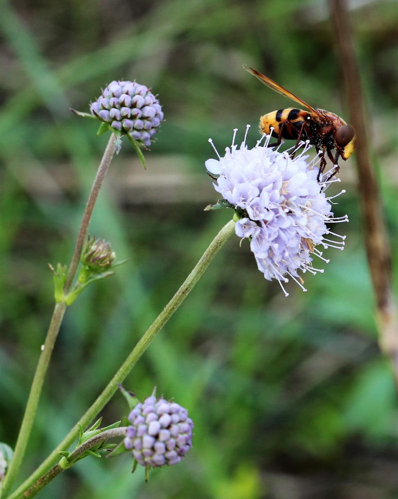 Volucelle zonée Volucella zonaria (Poda, 1761)