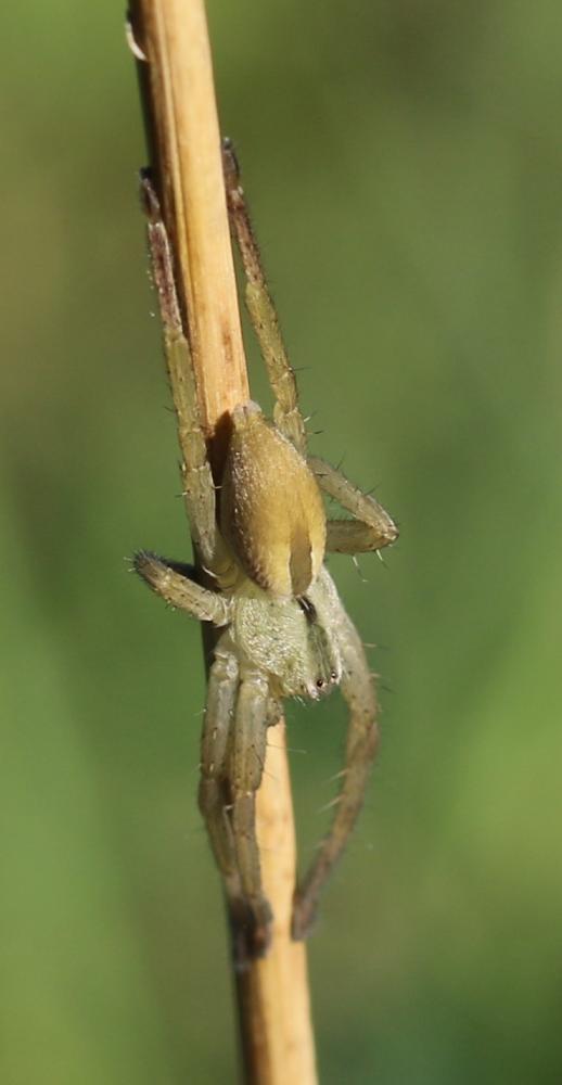  Micrommata ligurinum (C. L. Koch, 1845)