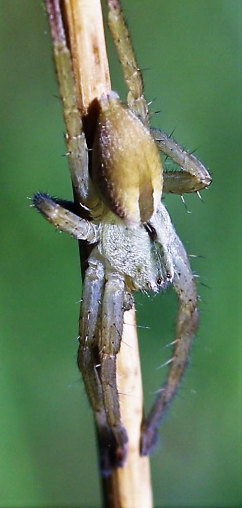 Micrommata ligurinum (C. L. Koch, 1845)