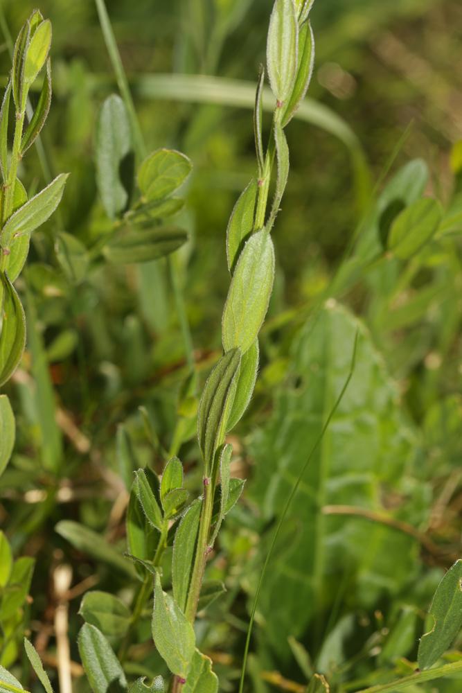 Genêt des teinturiers, Petit Genêt Genista tinctoria L., 1753