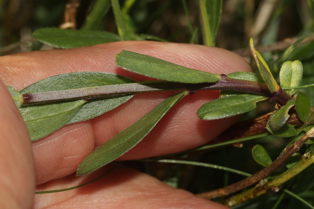 Genêt des teinturiers, Petit Genêt Genista tinctoria L., 1753