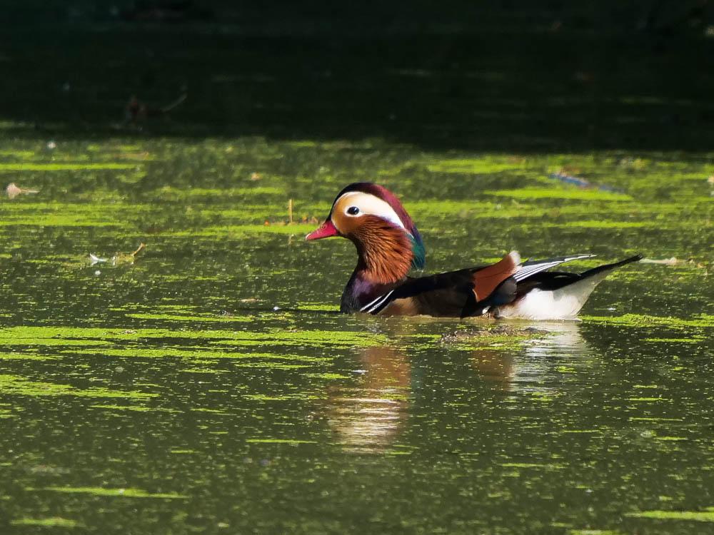 Canard mandarin Aix galericulata (Linnaeus, 1758)