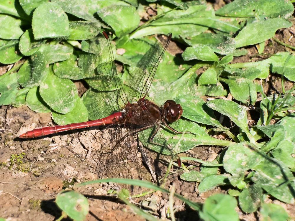 Sympétrum méridional (Le) Sympetrum meridionale (Selys, 1841)