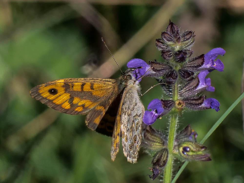 Mégère (La), Satyre (Le) Lasiommata megera (Linnaeus, 1767)