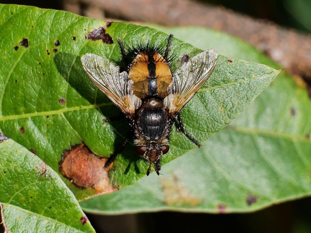 Tachina magnicornis (Zetterstedt, 1844)