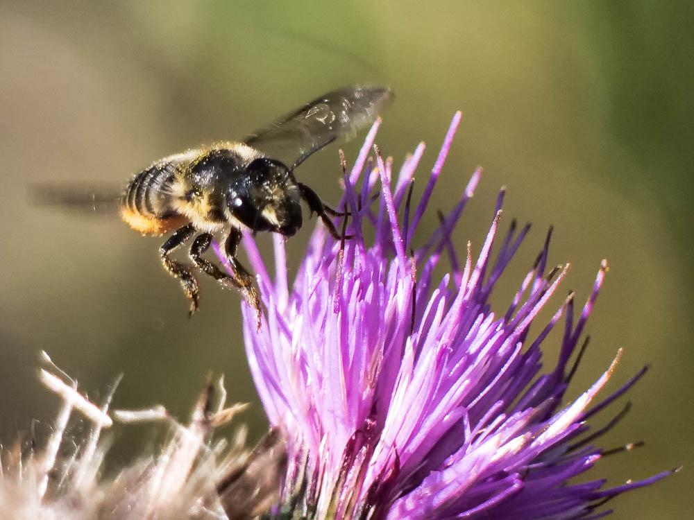  Megachile Latreille, 1802