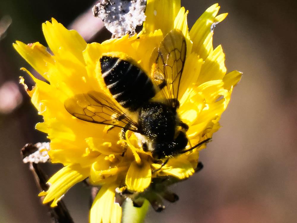  Megachile Latreille, 1802