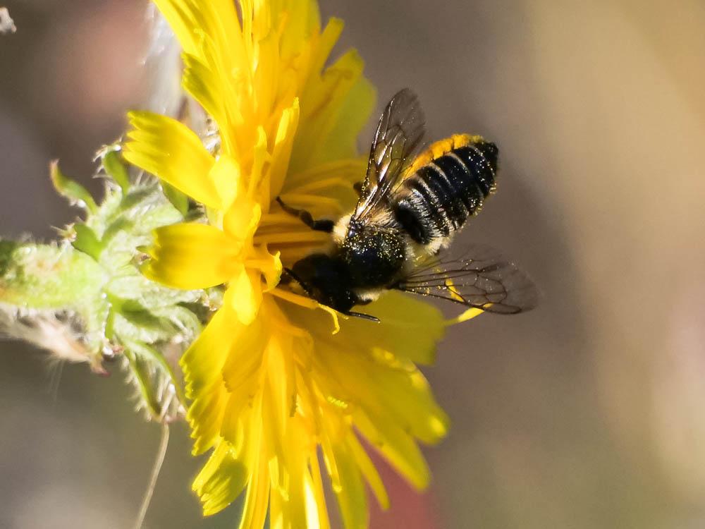  Megachile Latreille, 1802
