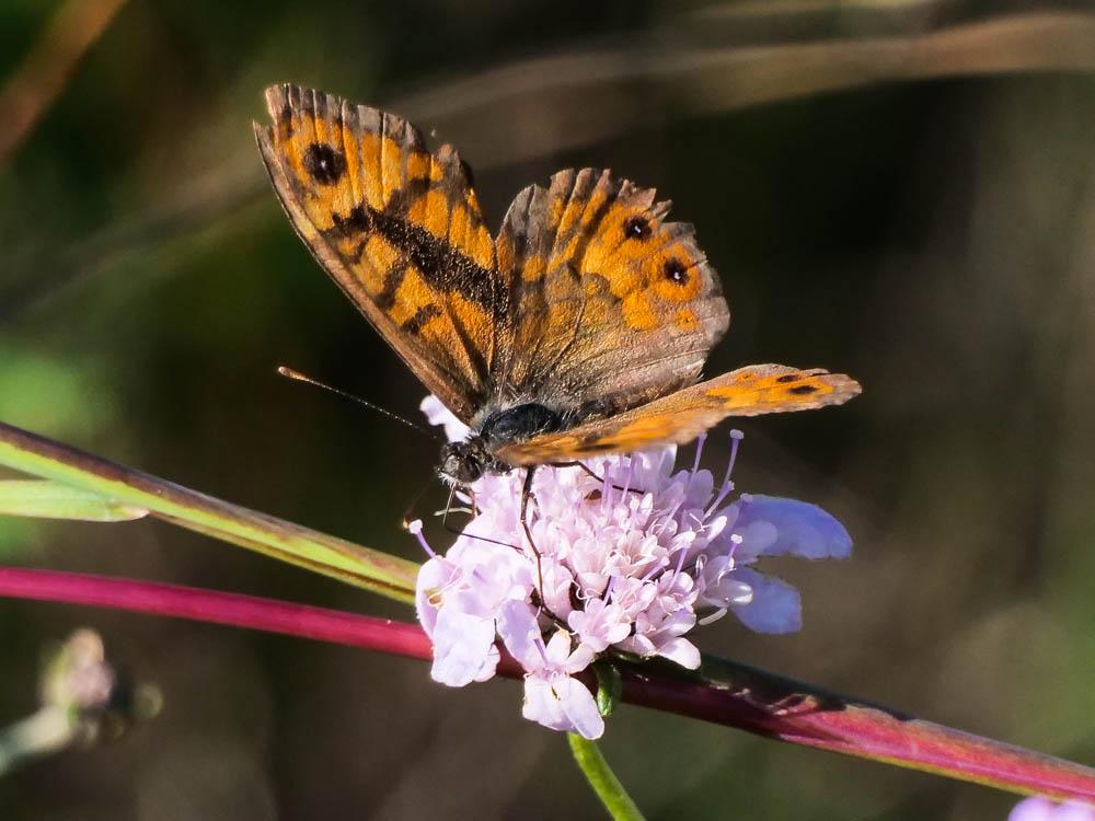 Mégère (La), Satyre (Le) Lasiommata megera (Linnaeus, 1767)