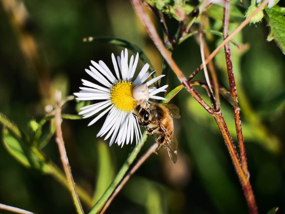 Thomise replet Thomisus onustus Walckenaer, 1805
