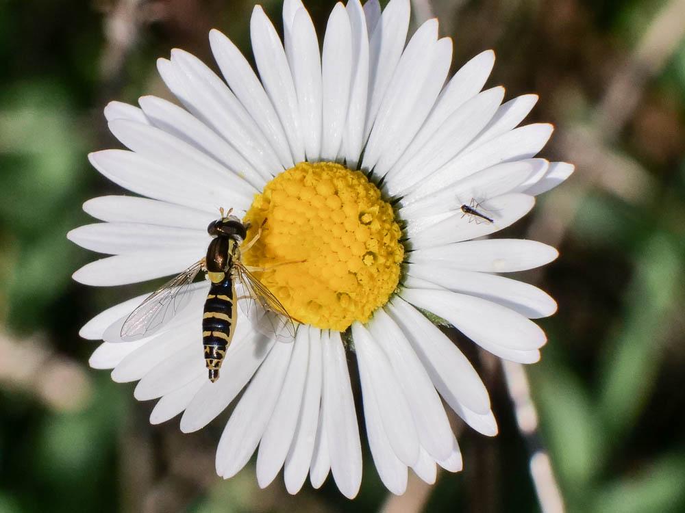 Sphaerophoria scripta (Linnaeus, 1758)