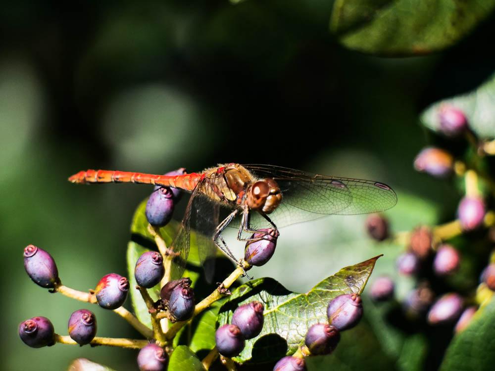 Sympétrum fascié (Le) Sympetrum striolatum (Charpentier, 1840)