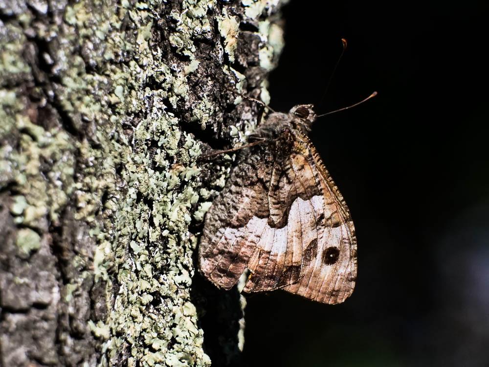 Le Agreste (L') Hipparchia semele (Linnaeus, 1758)