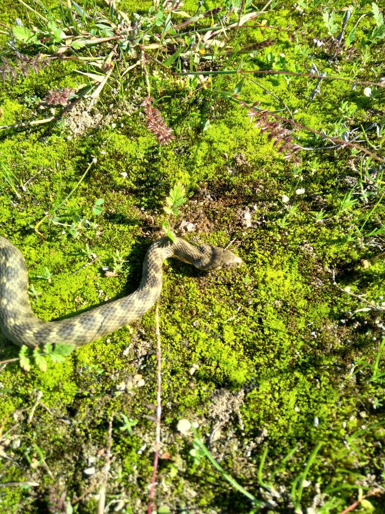 Couleuvre vipérine Natrix maura (Linnaeus, 1758)
