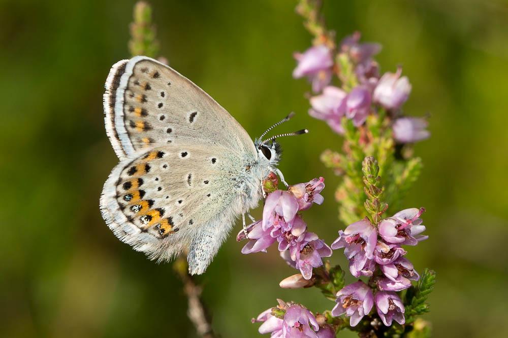 Azuré du Genêt (L'), Argus sagitté (L'), Bleu-viol Plebejus idas (Linnaeus, 1760)