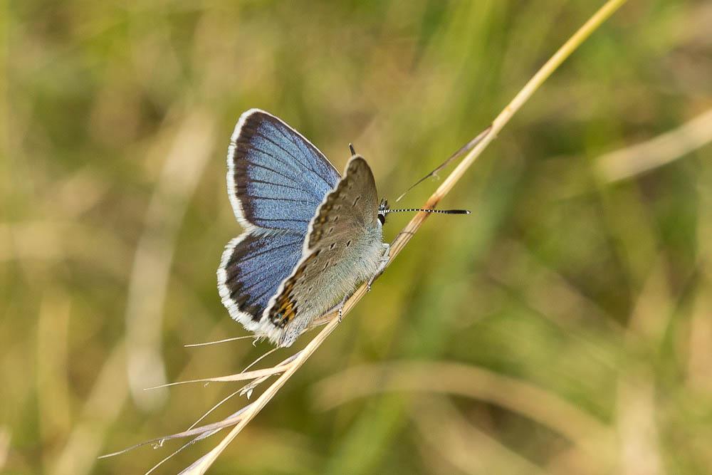 Le Azuré du Genêt (L'), Argus sagitté (L'), Bleu-viol Plebejus idas (Linnaeus, 1760)