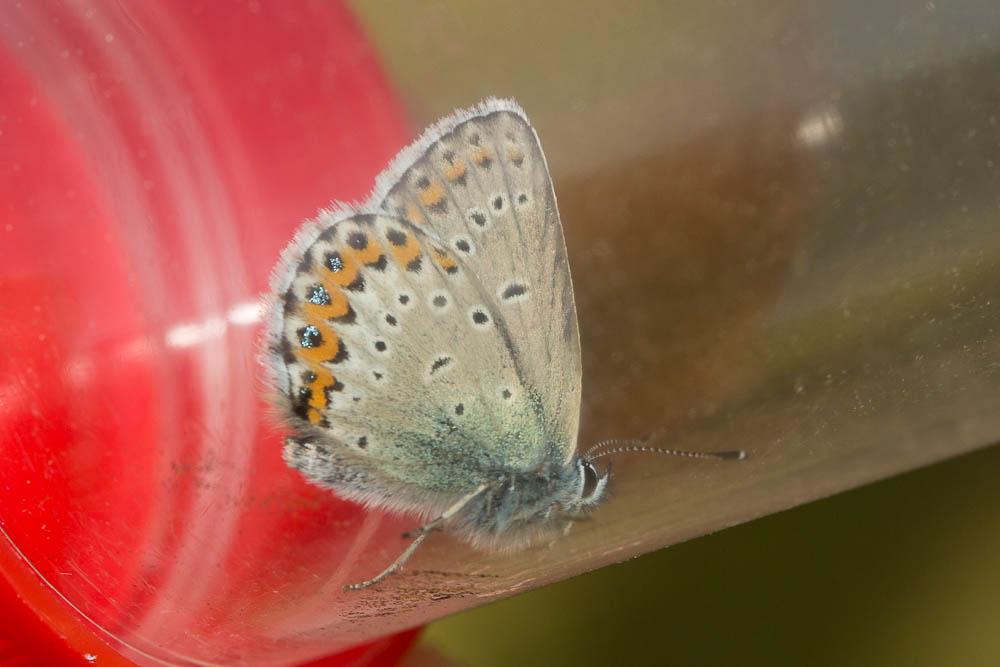Azuré du Genêt (L'), Argus sagitté (L'), Bleu-viol Plebejus idas (Linnaeus, 1760)