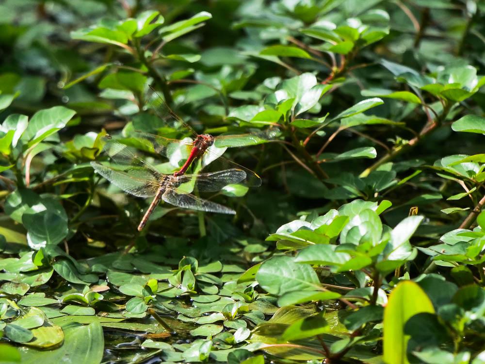 Sympétrum de Fonscolombe (Le) Sympetrum fonscolombii (Selys, 1840)