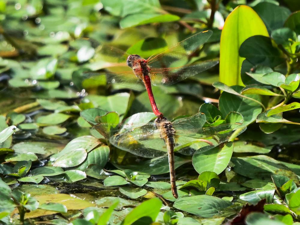 Sympétrum de Fonscolombe (Le) Sympetrum fonscolombii (Selys, 1840)