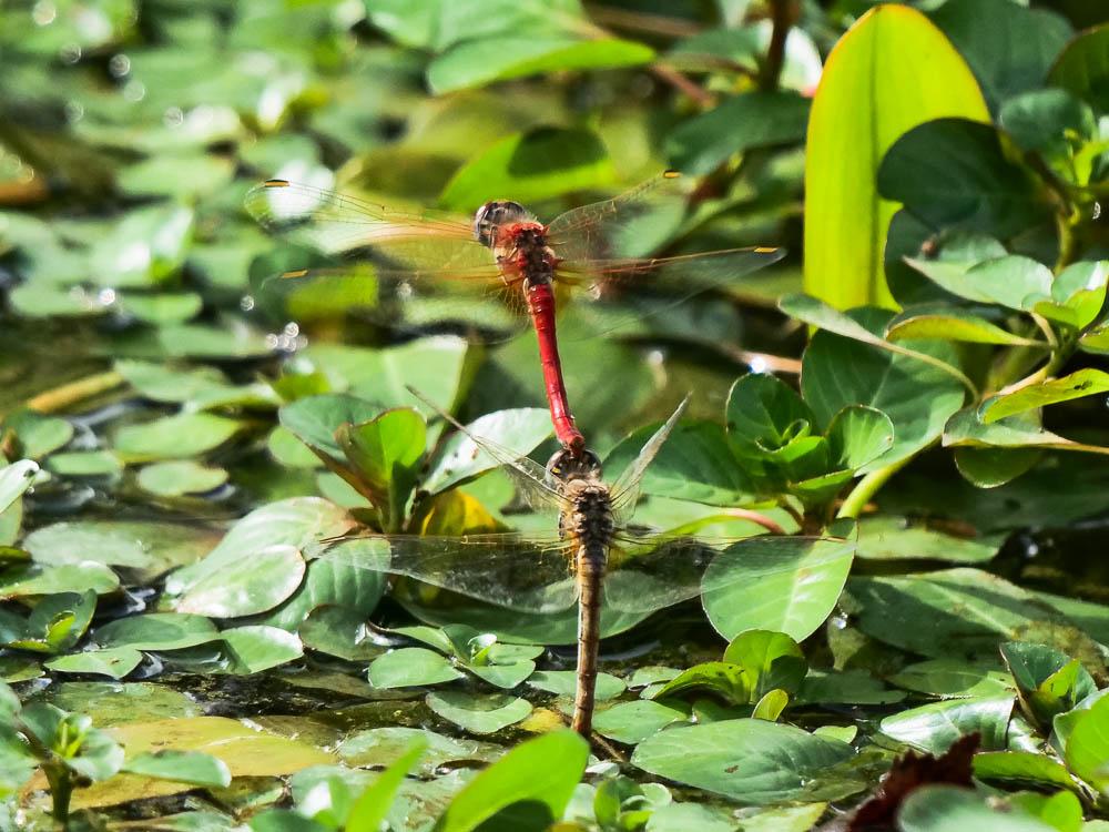 Sympétrum de Fonscolombe (Le) Sympetrum fonscolombii (Selys, 1840)