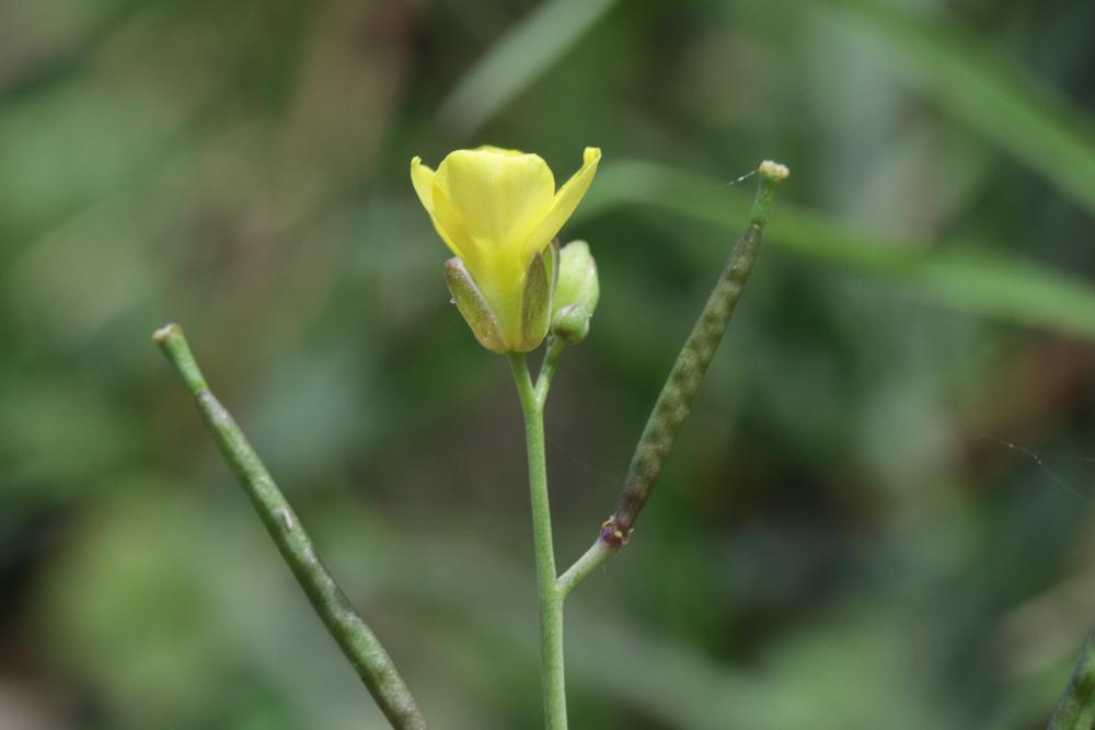 Diplotaxe des murs, Roquette des murailles Diplotaxis muralis (L.) DC., 1821