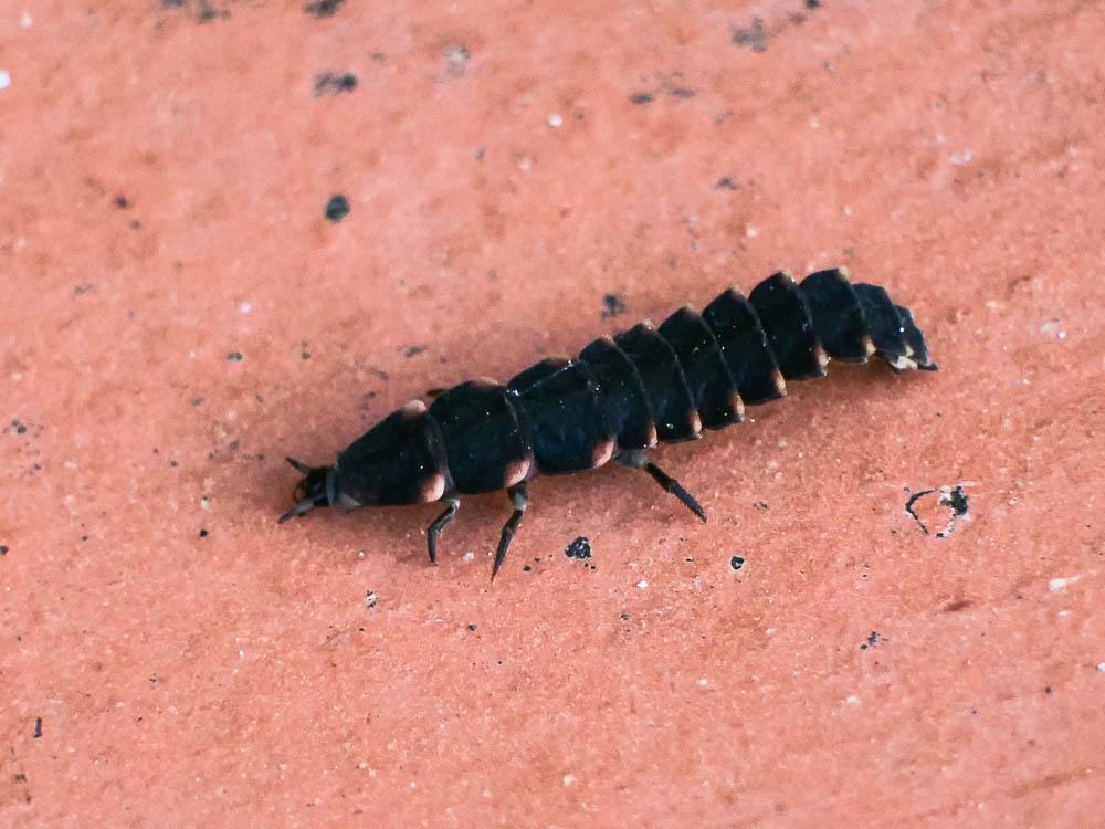 Ver luisant, Lampyre Lampyris noctiluca (Linnaeus, 1758)