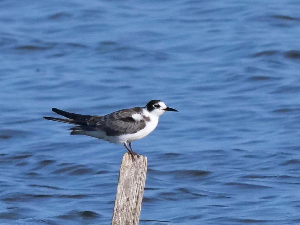Guifette noire Chlidonias niger (Linnaeus, 1758)