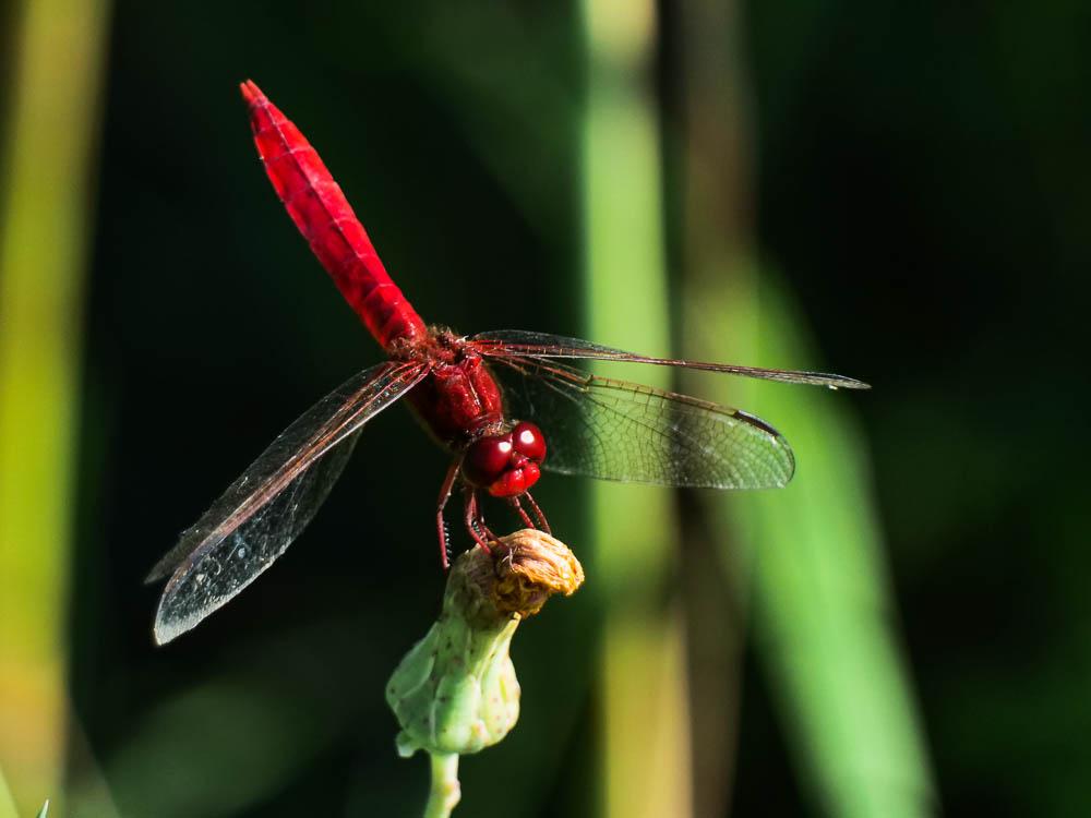 Crocothémis écarlate (Le) Crocothemis erythraea (Brullé, 1832)