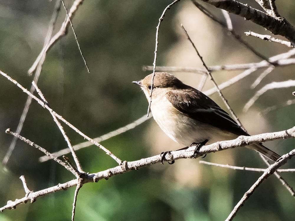 Gobemouche noir Ficedula hypoleuca (Pallas, 1764)