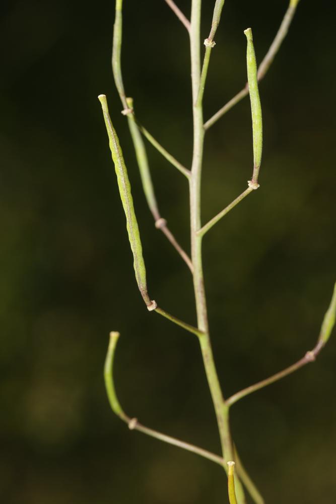 Diplotaxe vulgaire, Roquette jaune Diplotaxis tenuifolia (L.) DC., 1821