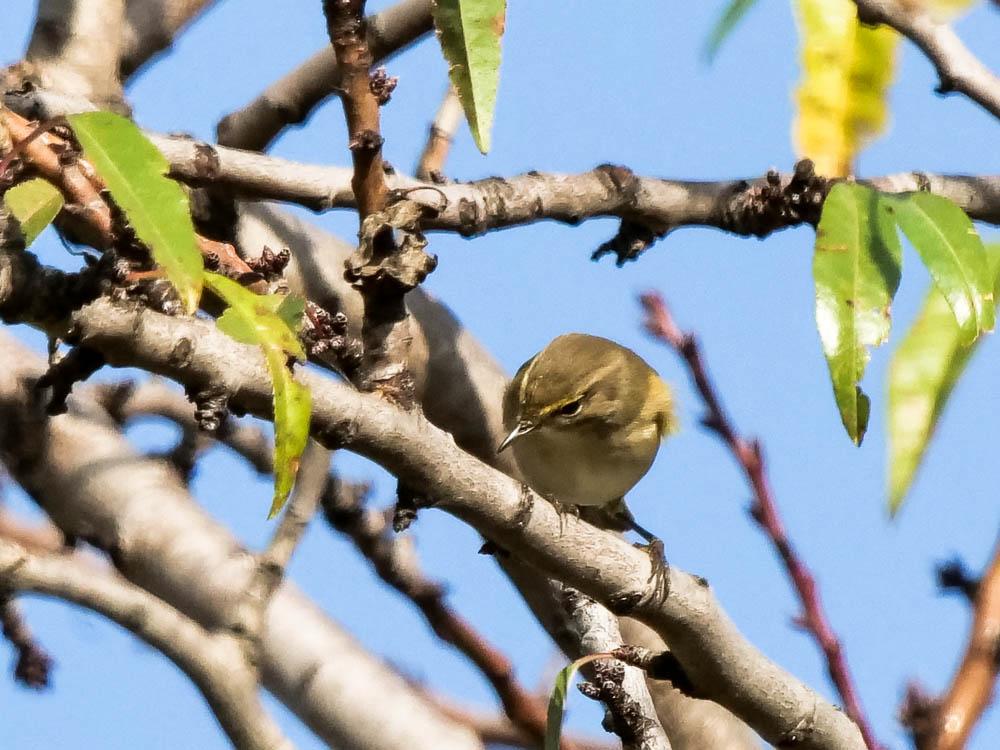 Pouillot véloce Phylloscopus collybita (Vieillot, 1887)