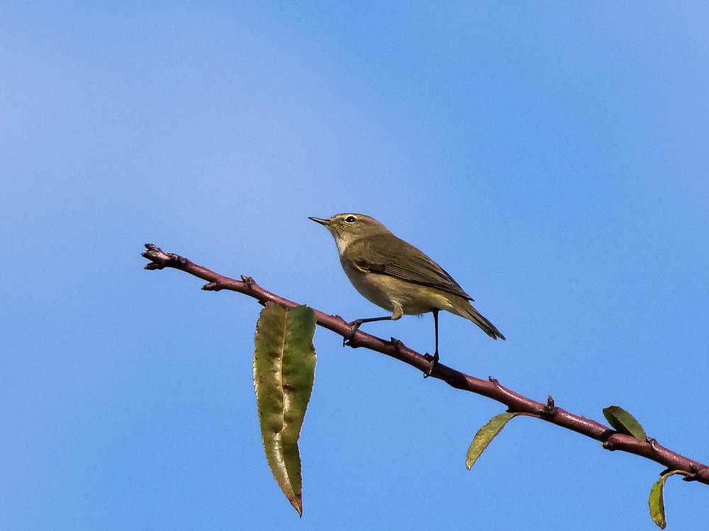 Pouillot véloce Phylloscopus collybita (Vieillot, 1887)