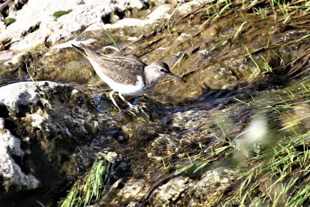 Chevalier guignette Actitis hypoleucos (Linnaeus, 1758)