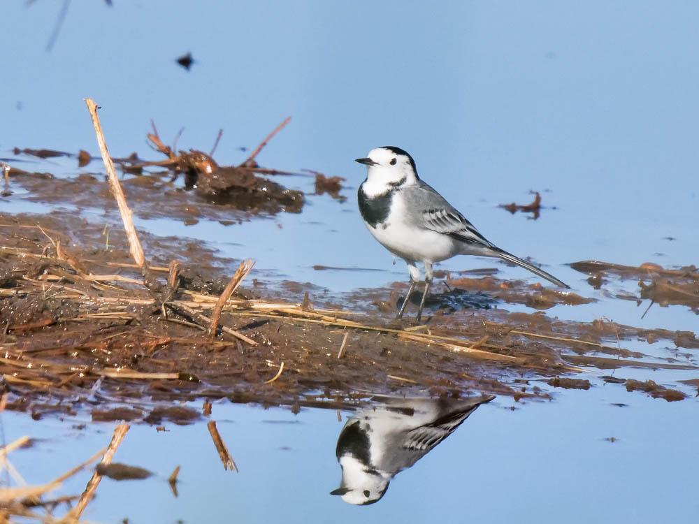 Bergeronnette grise Motacilla alba Linnaeus, 1758