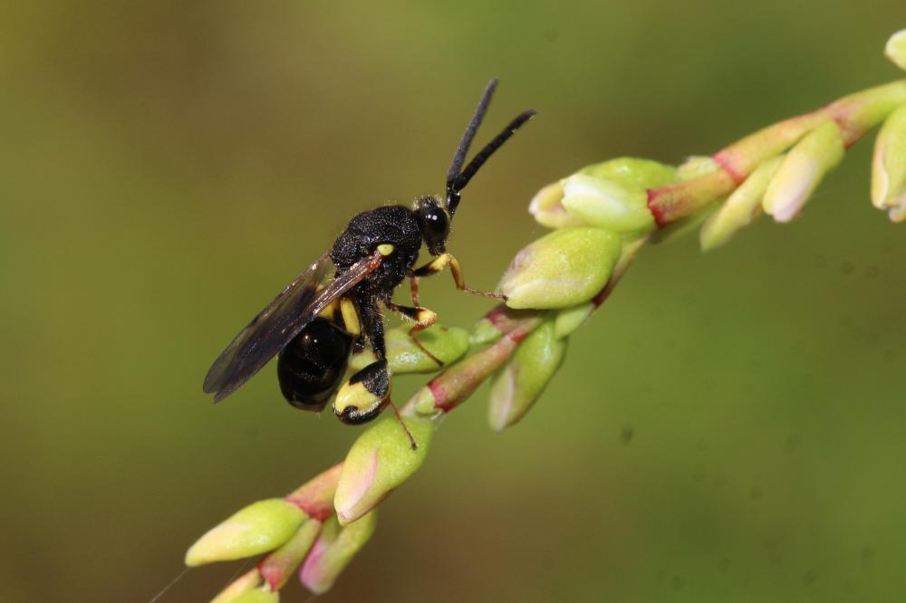 Chalcis myrifex (Sulzer, 1776)