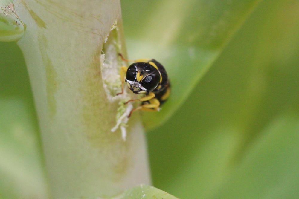  Ectemnius hypsae (De Stefani, 1894)
