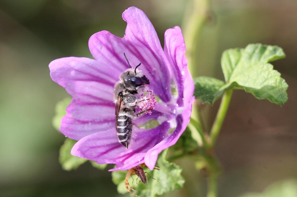 Hoplitis cristatula (van der Zanden, 1990)