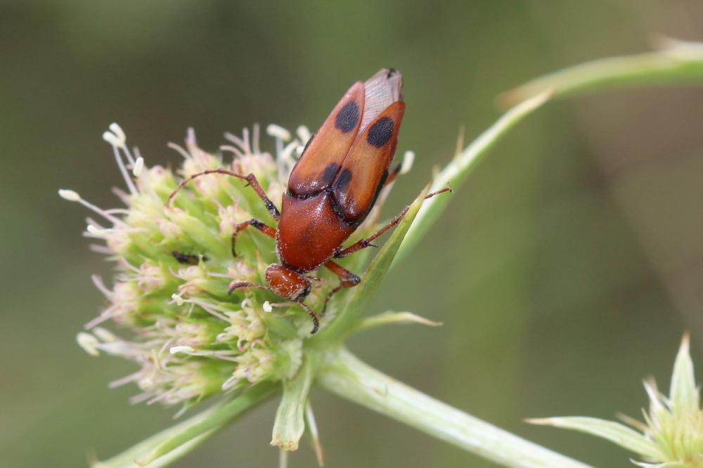 Macrosiagon bimaculata (Fabricius, 1787)