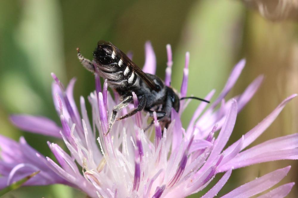  Megachile apicalis Spinola, 1808