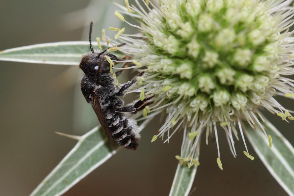 Megachile rotundata (Fabricius, 1793)