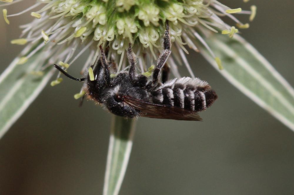 Megachile rotundata (Fabricius, 1793)