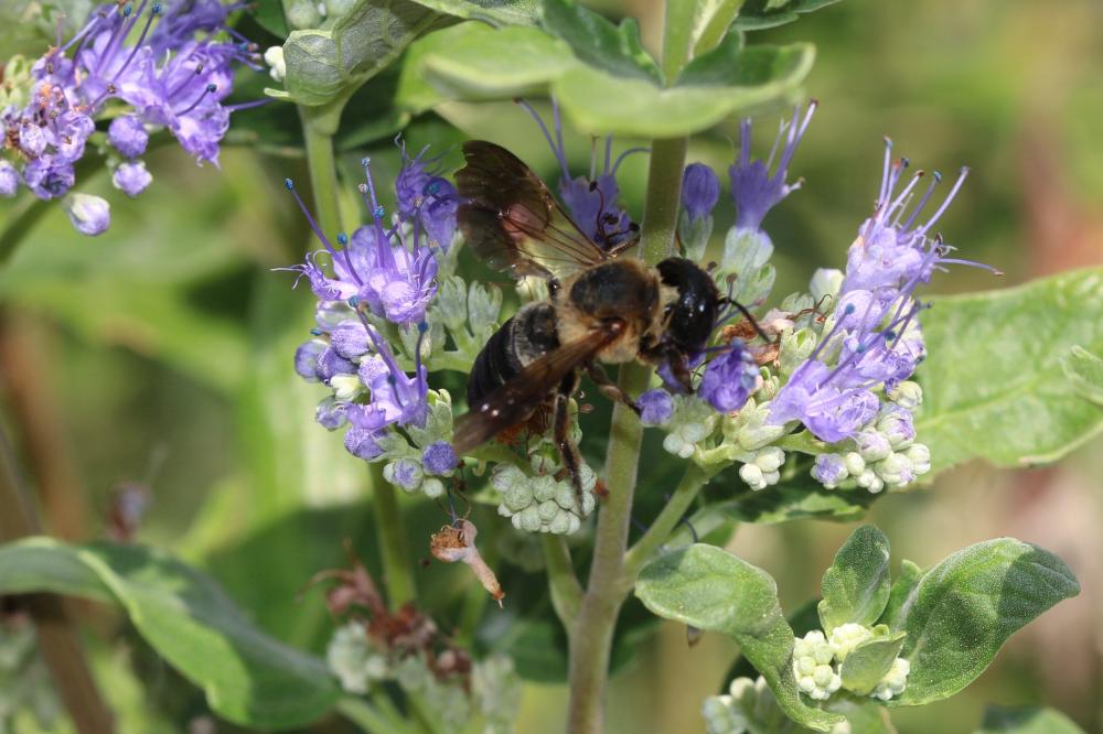  Megachile sculpturalis Smith, 1853