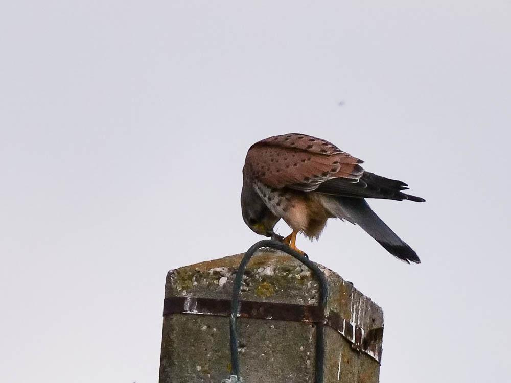 Faucon crécerelle Falco tinnunculus Linnaeus, 1758