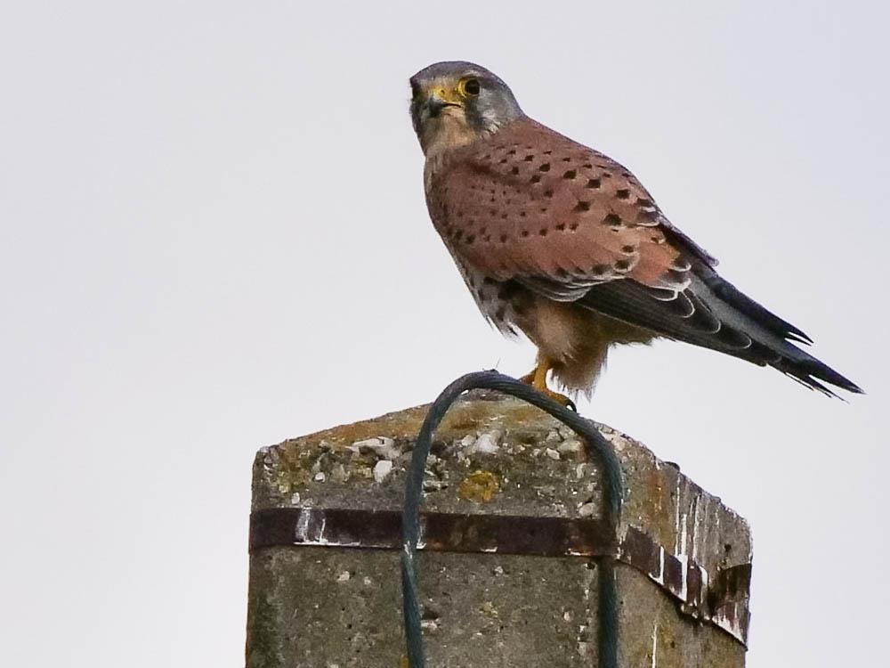 Faucon crécerelle Falco tinnunculus Linnaeus, 1758